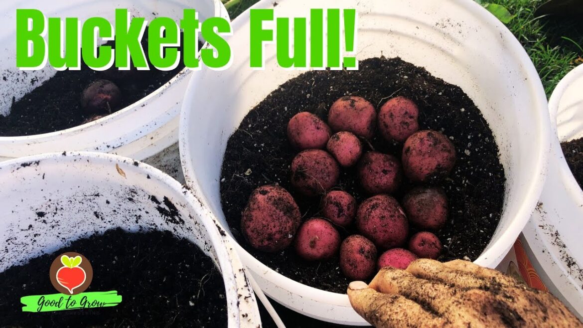 Free Buckets and an Abundance of Potatoes Free Buckets and an Abundance of Potatoes