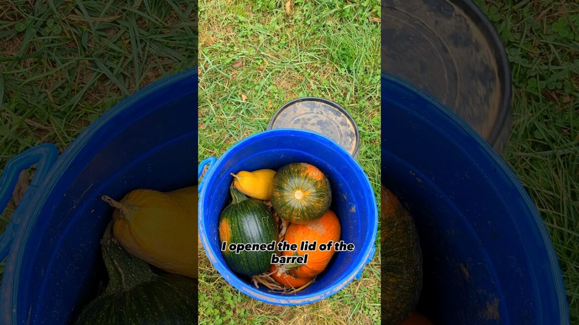 Surprise For The Chickens From My Neighbor’s Garden!! Surprise For The Chickens From My Neighbor's Garden!!