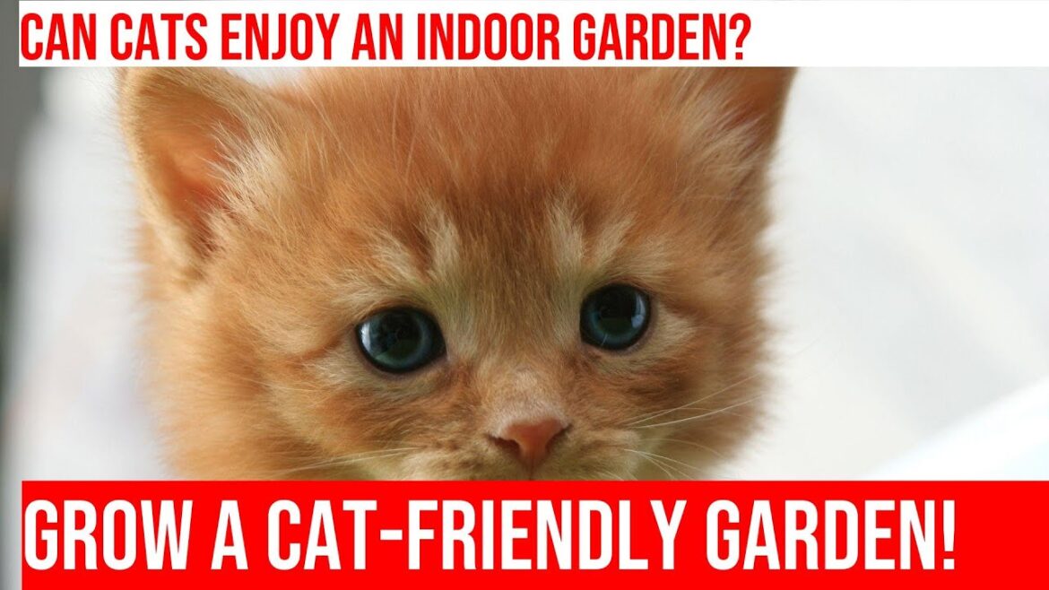 Create a Cat-Friendly Indoor Garden: Tips for Plant Lovers & Cat Owners