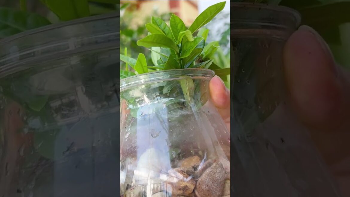 Your front yard becomes more vibrant with small red IXORAS and super easy propagation