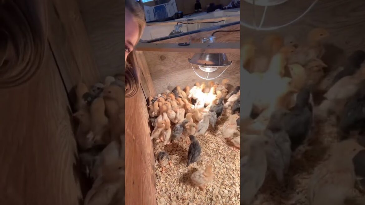 #agriculture #youtubeshorts #farming #noamancreation #farmforsale #agriculture #youtubeshorts #farming #noamancreation #farmforsale