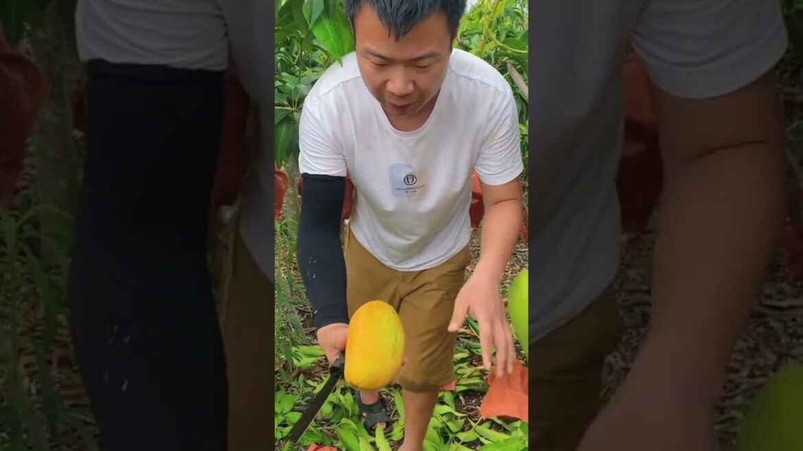 beautiful 😍 mangoes 🥭🥭 Chinese fruits 🍓🍊 #fruits #cravings #viral #shorts