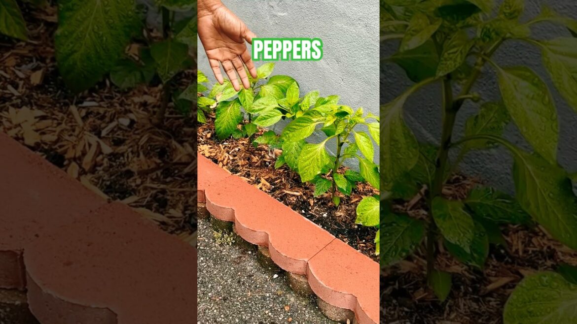 Growing Food PEPPERS In My Backyard Garden #garden #vegetables #food #shorts #trending #grow #viral