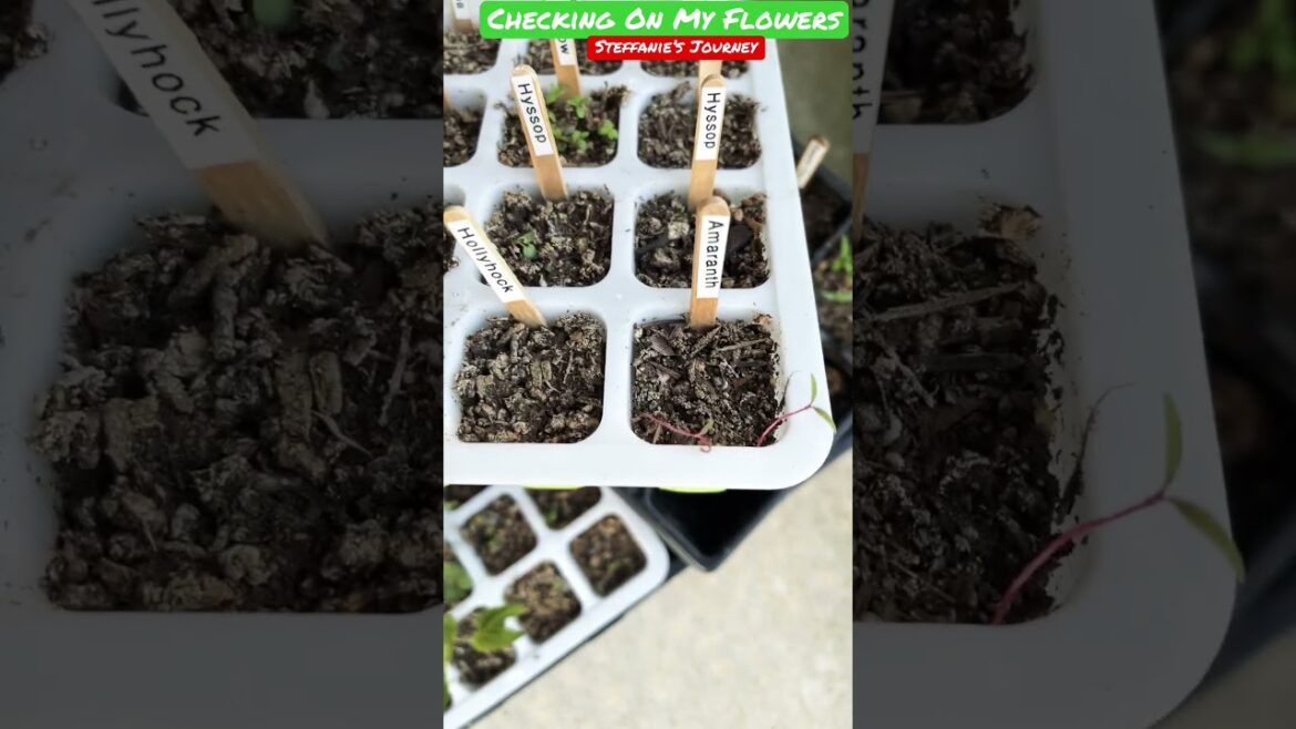 Checking On My Flower Starts || Zone 7B || Gardening || Shorts #50 || Steffanie’s Journey Checking On My Flower Starts || Zone 7B || Gardening || Shorts #50 || Steffanie’s Journey
