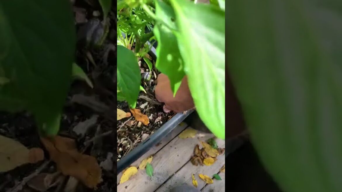 designing garden layout | garden architecture design #shortsfeed #viral #shortvideo