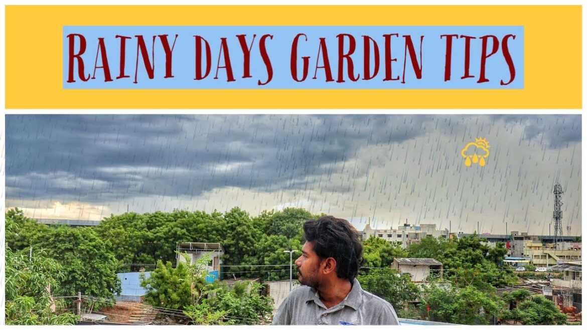 Rainy Days Garden Tips ( தமிழ் ) Rainy Days Garden Tips ( தமிழ் )