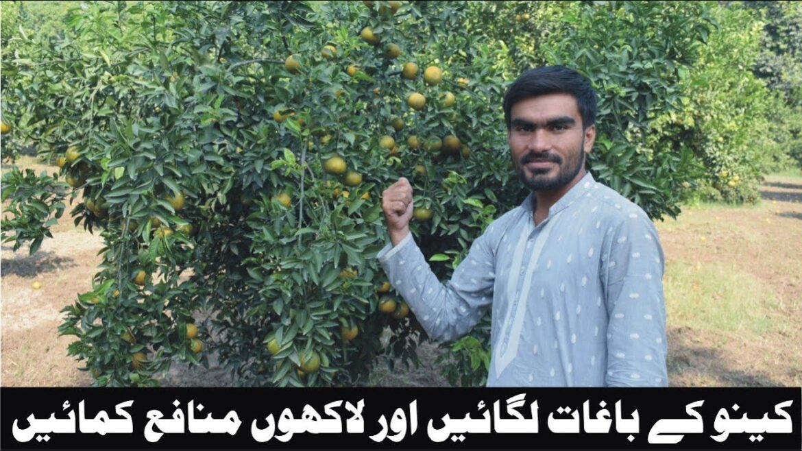 How to earn millions with orange orchard | Orange orchard business idea #gardening How to earn millions with orange orchard | Orange orchard business idea #gardening