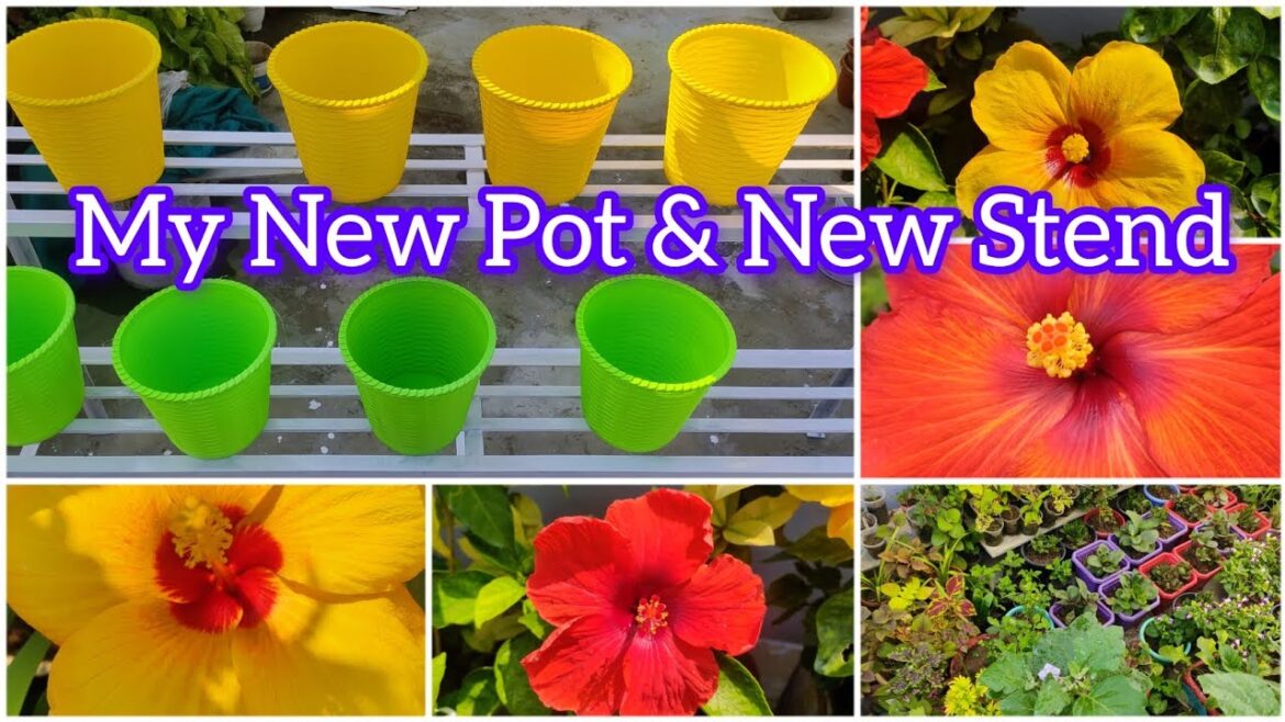 New Pot &New Stend/Plant Stend Shopping/New Pot Shopping/#gardening New Pot &New Stend/Plant Stend Shopping/New Pot Shopping/#gardening