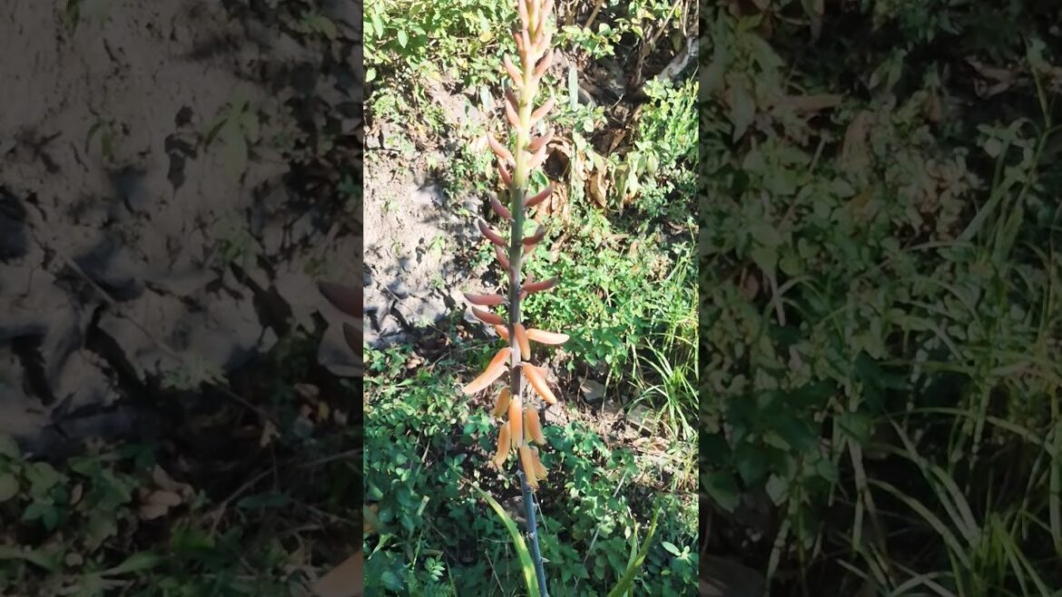 Aloe vera Flower #unique#flower#alovira#mostbeautiful#healthy#viralshort#2023shorts#viral#shorts#yt