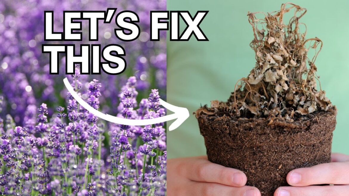 Lavender Growing Problems – Herb, Allotment and Vegetable Gardening For Beginners UK Lavender Growing Problems - Herb, Allotment and Vegetable Gardening For Beginners UK