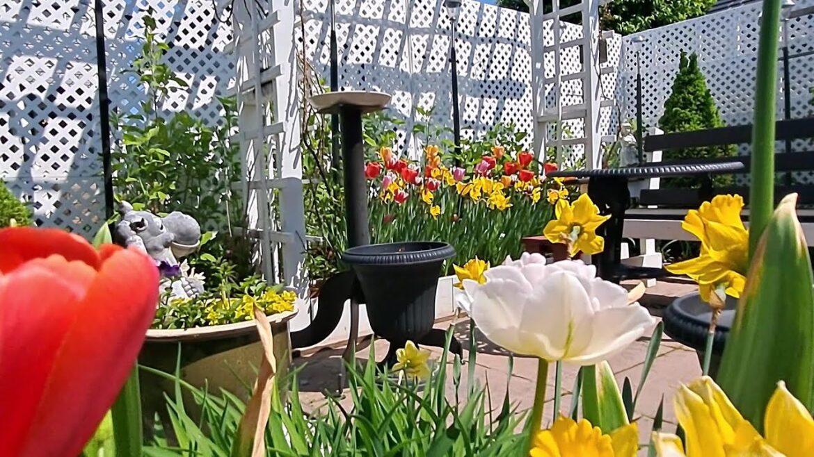 Small Backyard That brings Joy | Garden Tour #garden #gardentour #relaxing Small Backyard That brings Joy | Garden Tour #garden #gardentour #relaxing