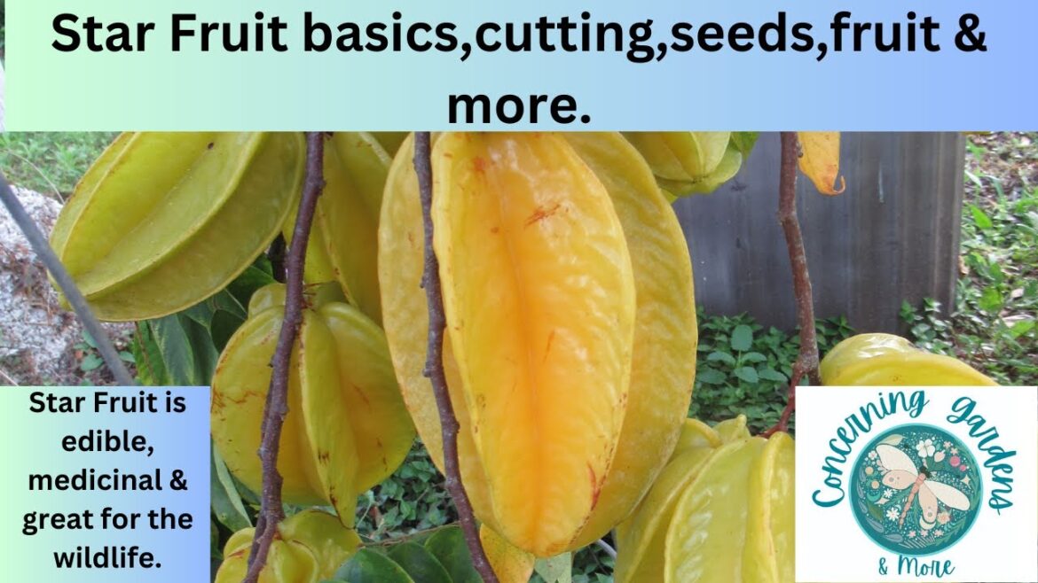 Star Fruit Basics, 2 Ways to Cut, Seeding, Seedlings, Planting & More.  Great video on Star Fruit.