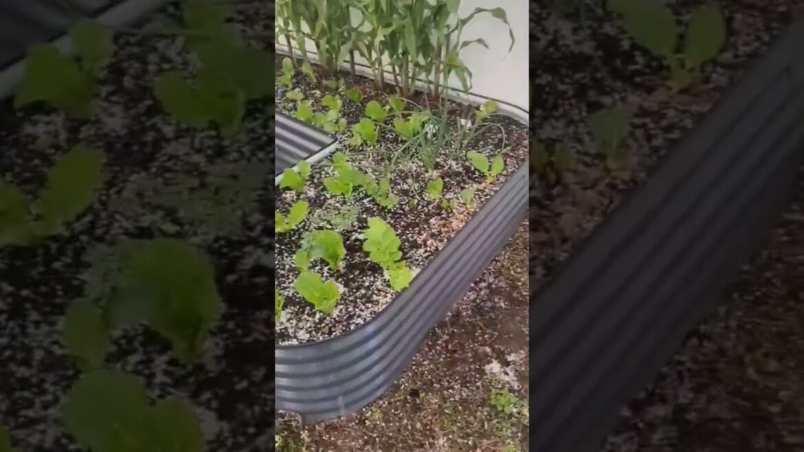 Sudden Hailstorm hits New York | Outdoor Garden is done !!! #longisland #newyork #viral Sudden Hailstorm hits New York | Outdoor Garden is done !!! #longisland #newyork #viral