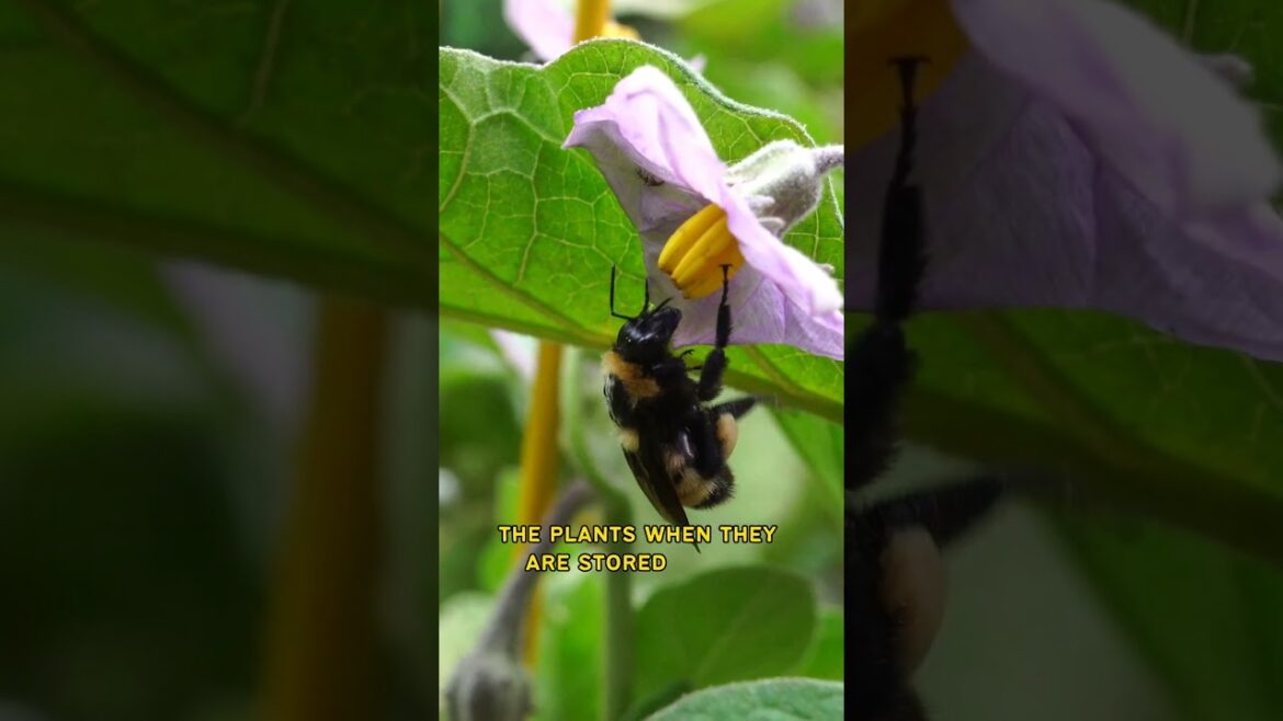 California Gardening: Tiny Heroes of Nature! Discover Beneficial Insects ๐๐ฟ #Shorts Tiny Heroes of Nature! Discover Beneficial Insects ๐๐ฟ #Shorts