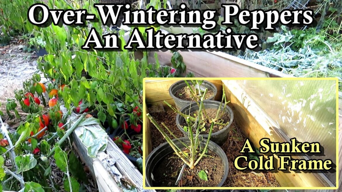 Over-Wintering Pepper Plants in a Sunken Cold Frame: Use the Earth's Warmth