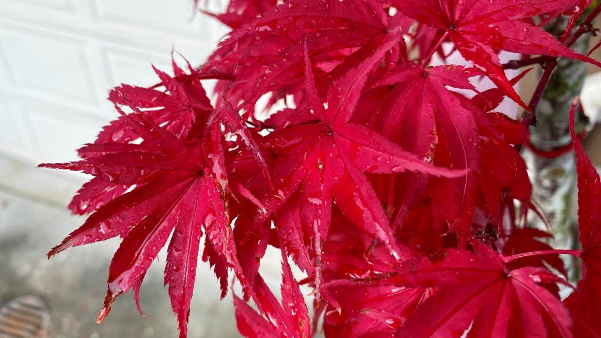 “Pixie” Dwarf Japanese Maple In Container, Winter Update (4K) – October 15, 2023 “Pixie” Dwarf Japanese Maple In Container, Winter Update (4K) - October 15, 2023