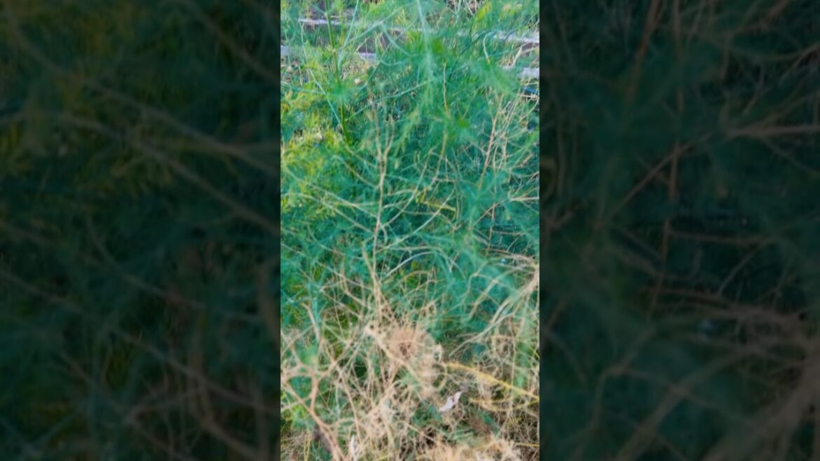 Care for Asparagus in the Fall #fallgardening #garden #organic #vegetablegardening #organicgarden