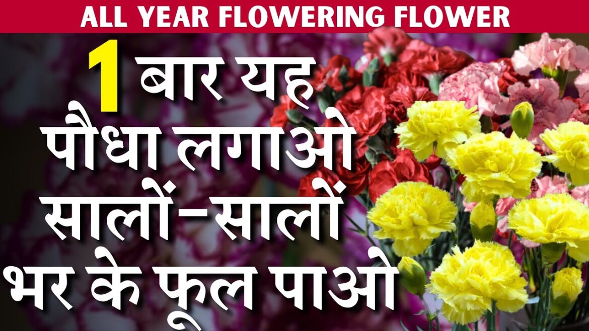 1 बार यह पौधा लगाओ सालों-सालों भर के फूल पाओ || ALL YEAR Permanent FLOWERING FLOWER || Carnation 1 बार यह पौधा लगाओ सालों-सालों भर के फूल पाओ || ALL YEAR Permanent FLOWERING FLOWER || Carnation