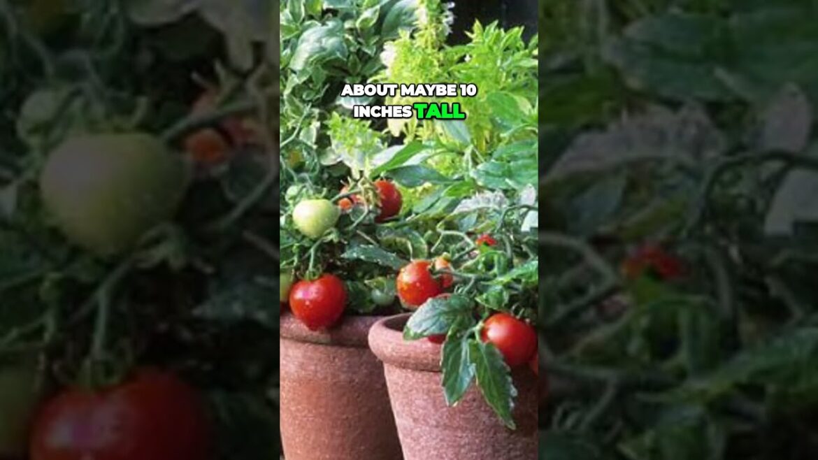 Grow Miniature Tomatoes and Create a Juicy Garden Oasis