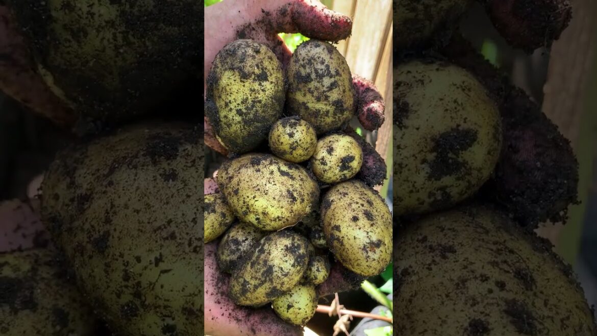 Not bad turning a single potato into unlimited food supply