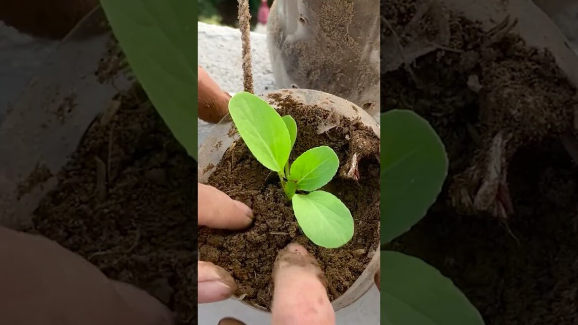 Fresh vegetable garden on the terrace, make use of the railing to grow vegetables