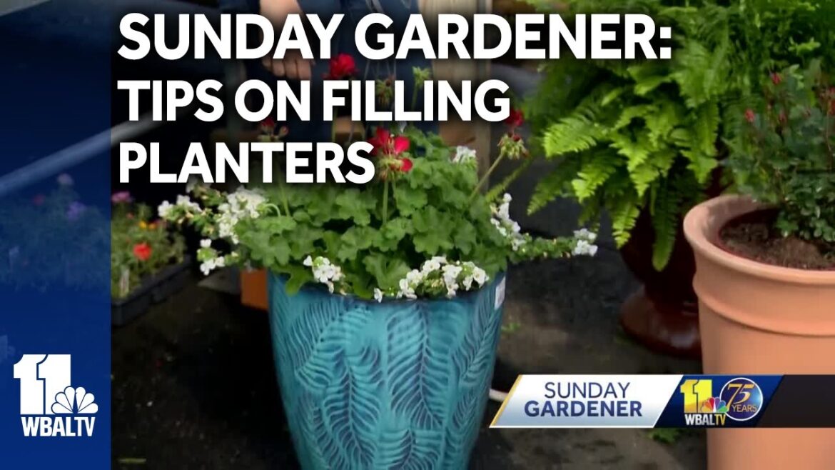 Sunday Gardener: Tips on filling outdoor planters