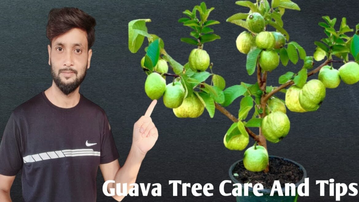 Grow And Care Guava Plant In Container | Best Organic fertilizer for Guava Plant...