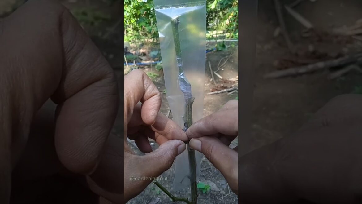 [Chilies grafting] Fruit tree grafting & gardening tips EP01