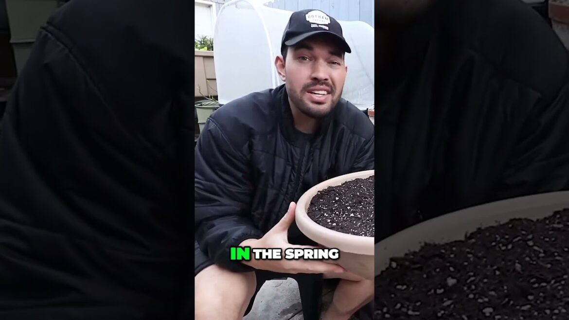 Unlock Explosive Growth for Tropical Plants with These Container Tips #garden