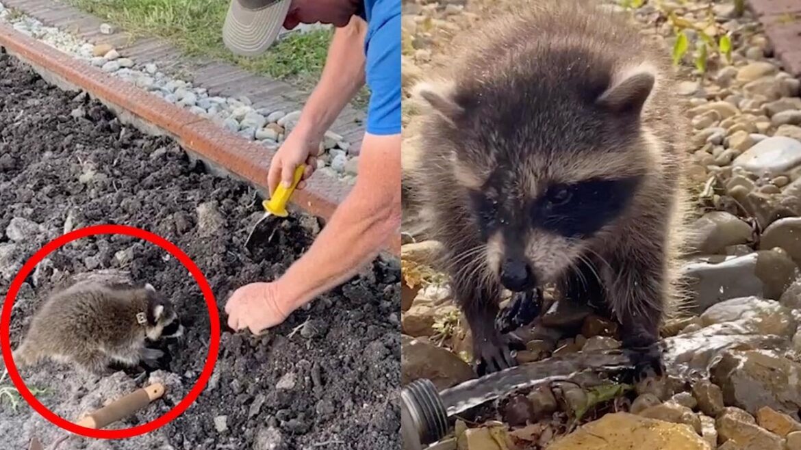 Gardener Gets Helping Hand From Adorable Tiny Raccoon