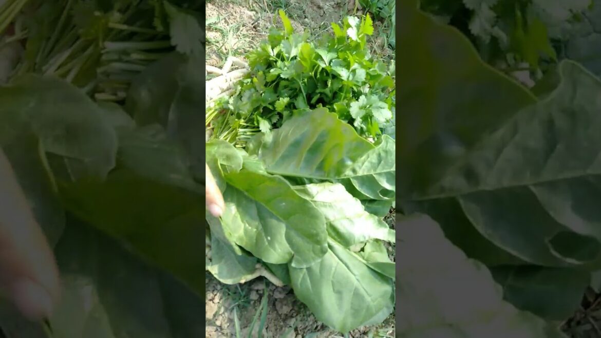Harvesting organic vegetable Spinach|harvest palak#trending #viral #youtubeshorts Harvesting organic vegetable Spinach|harvest palak#trending #viral #youtubeshorts