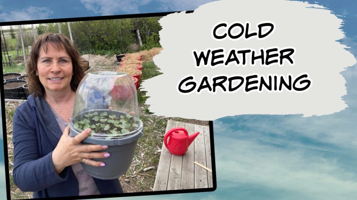 Gardening in Cold Conditions - Gardening Tips During a Cold Spring
