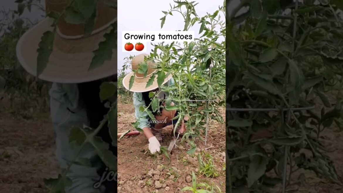 Growing tomatoes/Backyard garden/#shorts