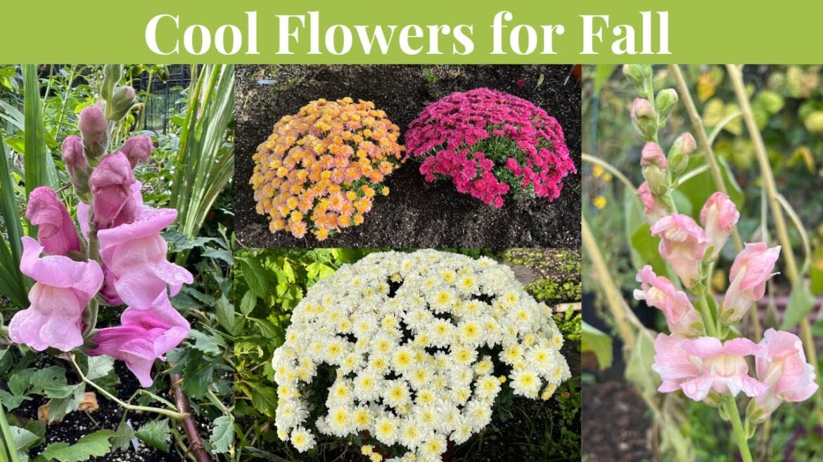 Fall Flower Power: Grow Cool Flowers in Fall