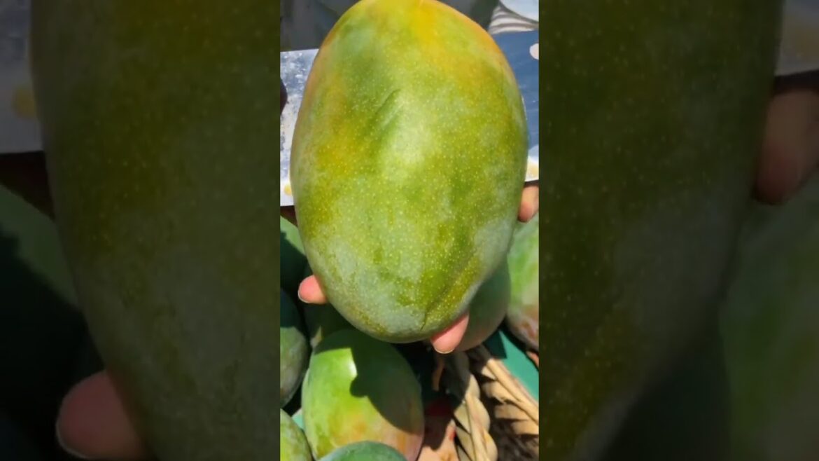 beautiful 😍 mangoes 🥭🥭 Chinese fruits #fruits #mango #shorts beautiful 😍 mangoes 🥭🥭 Chinese fruits #fruits #mango #shorts