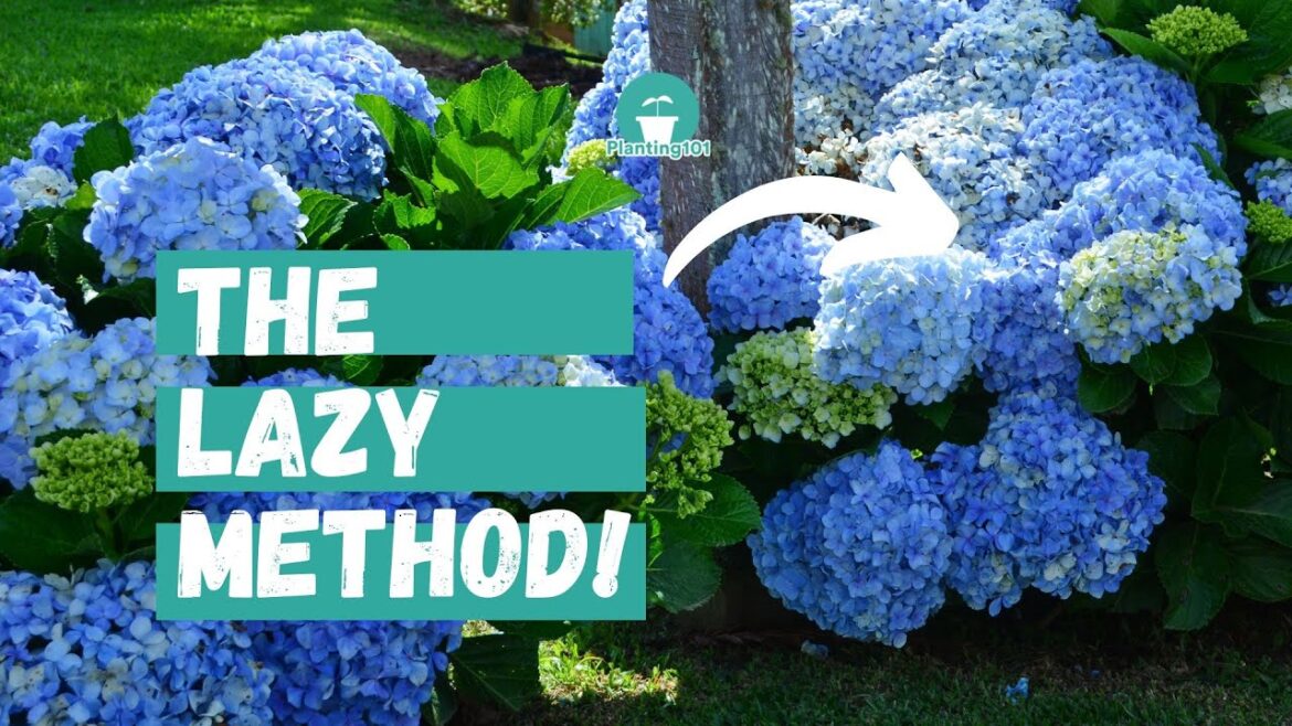 Beginner’s Guide to Hydrangea Care | Lazy Gardener’s Guide to Hydrangeas Beginner's Guide to Hydrangea Care | Lazy Gardener's Guide to Hydrangeas