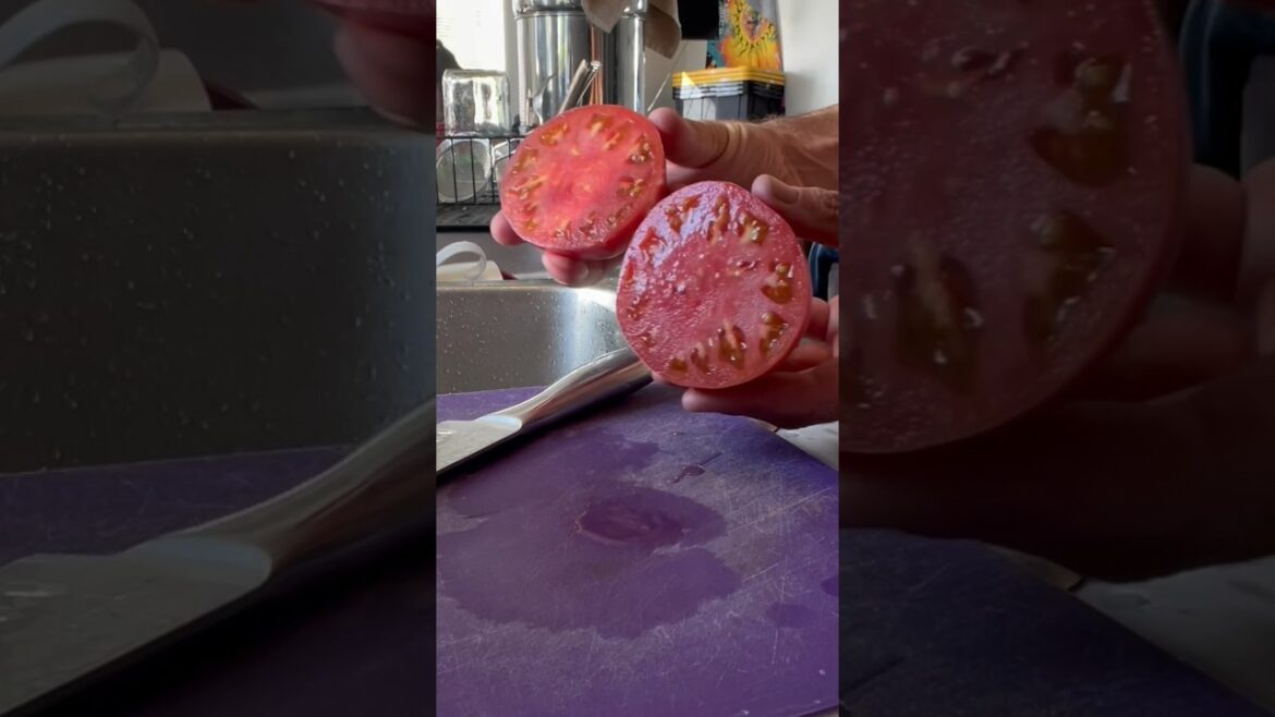 Brandywine tomato Brandywine tomato