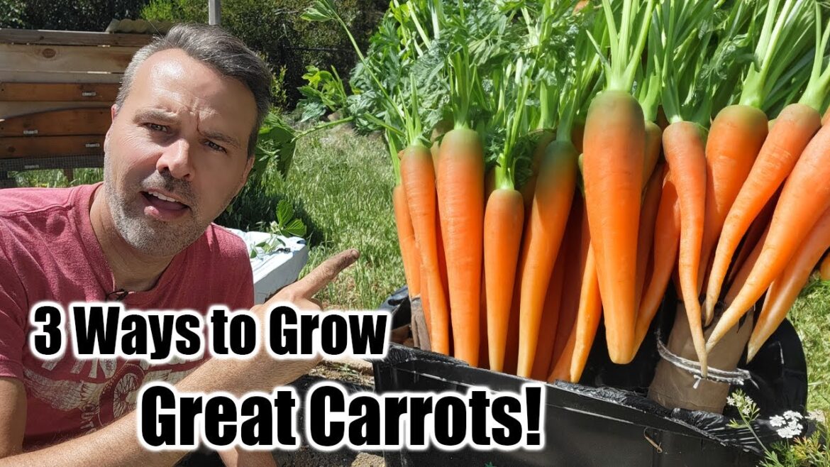 3 Ways to Grow Perfect Carrots