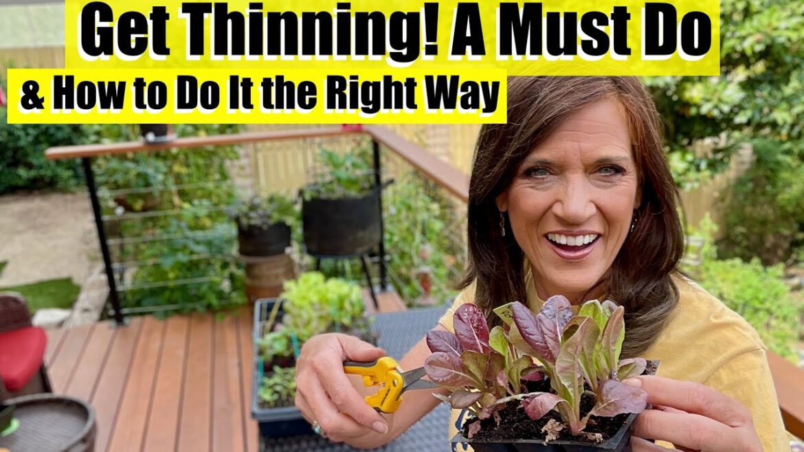 Get Thinning! Why Seedling Thinning is a Must & How to Do It Right