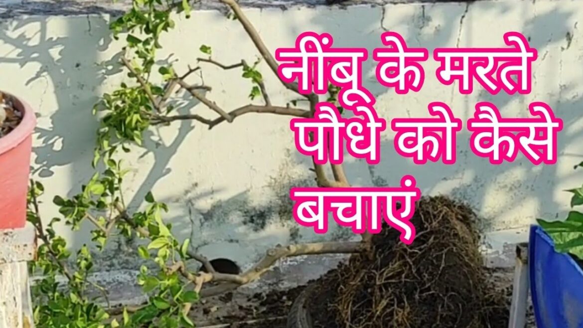 how we save dying plant how we save dying plant