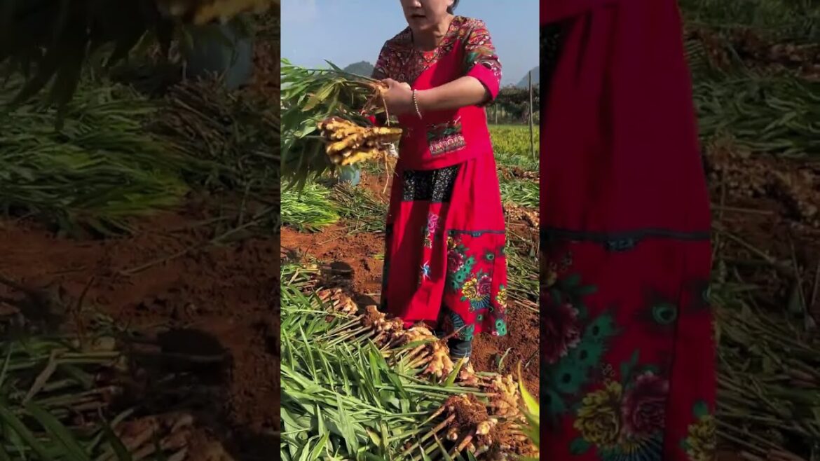 My gardening tips vlog at home/ happiness life at country side #garden #shorts My gardening tips vlog at home/ happiness life at country side #garden #shorts