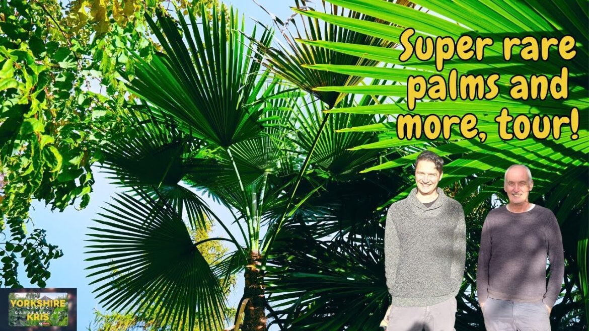 Loughborough Exotic Garden Tour. RARE PALMS, UNBELIEVABLE PLANTS Loughborough Exotic Garden Tour. RARE PALMS, UNBELIEVABLE PLANTS