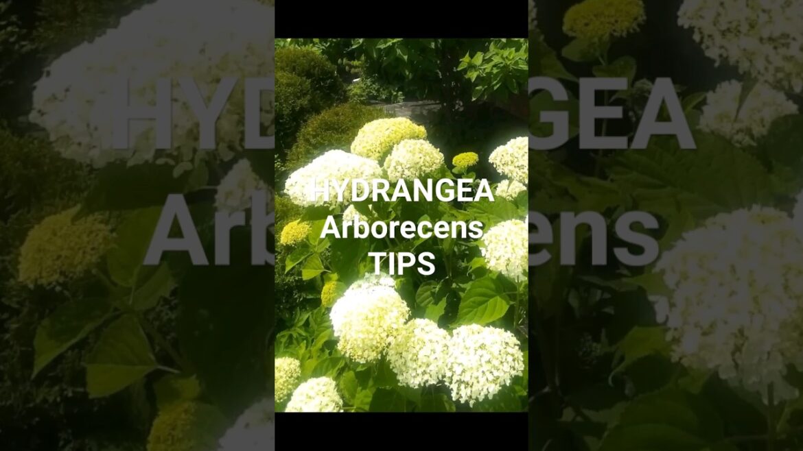 Garden Tips : HYDRANGEA ARBORECENS