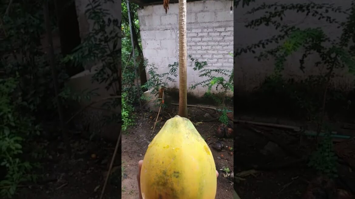 Fresh Papaya Fruit 🍑Taaza Papeeta ताज़ा पपीता #fruits #papaya #shorts #fresh Fresh Papaya Fruit 🍑Taaza Papeeta ताज़ा पपीता #fruits #papaya #shorts #fresh