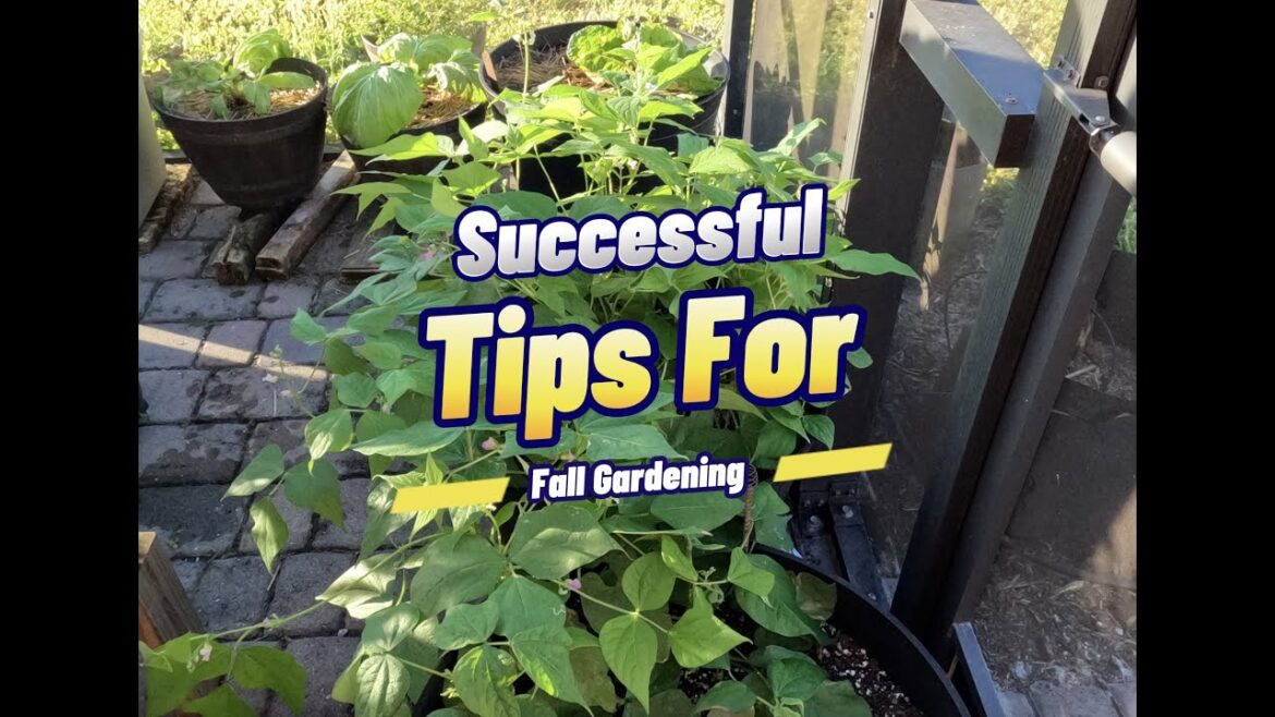 Discover the Essential Steps for a Successful Container Garden Discover the Essential Steps for a Successful Container Garden