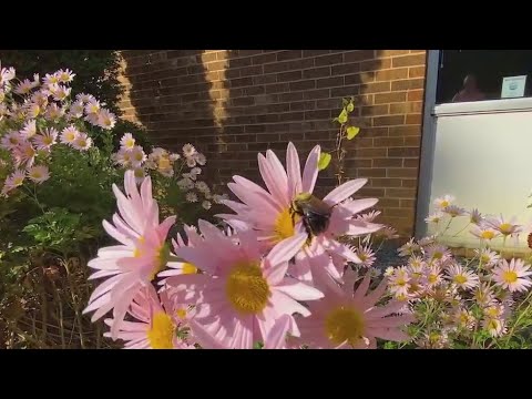 Community gardens are brightening Forsyth County Community gardens are brightening Forsyth County