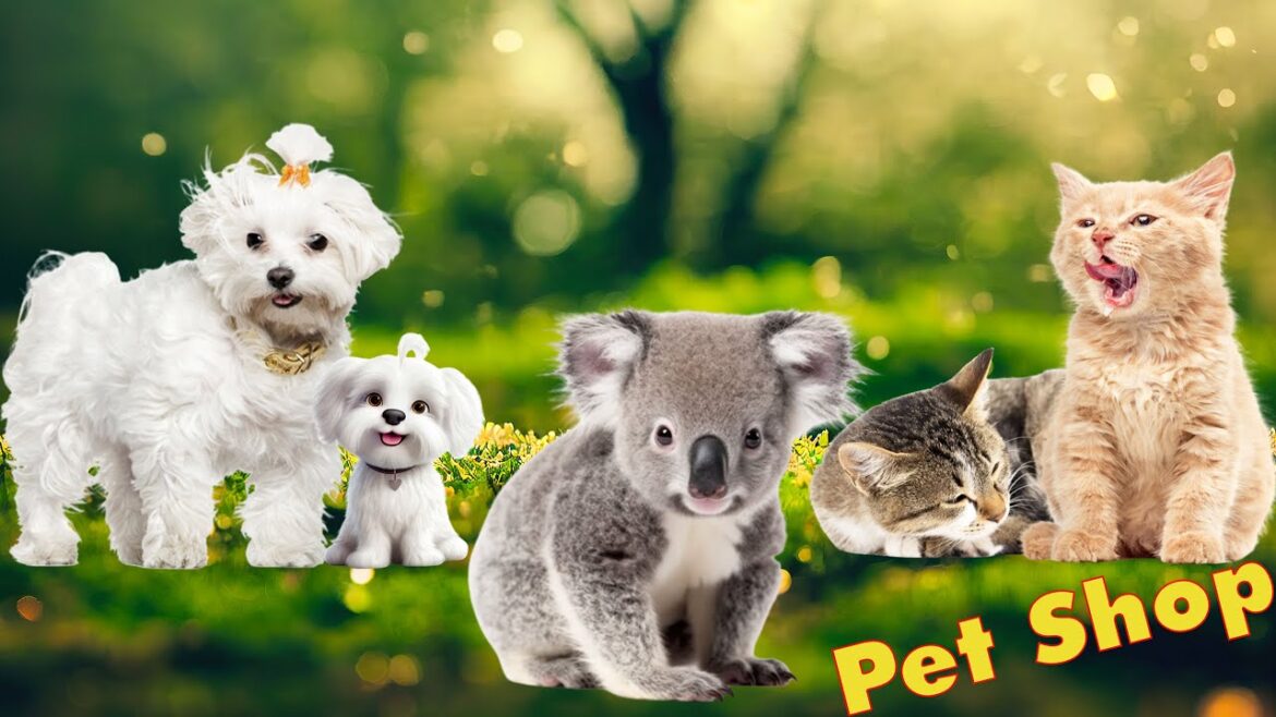Funny Animal Moments: Maltese dog, Koala, Cat - Adorable Pets, Interesting Sounds and Happy Videos
