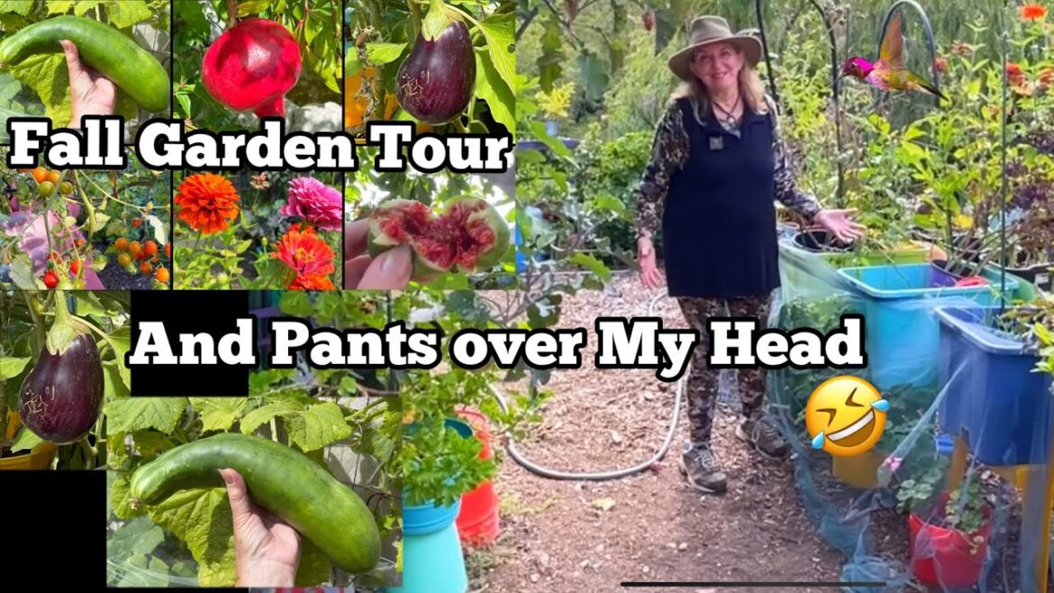 Fall Garden Tour Still Growing Zucchini Tomatoes Cucumbers Herbs in Container Gardening