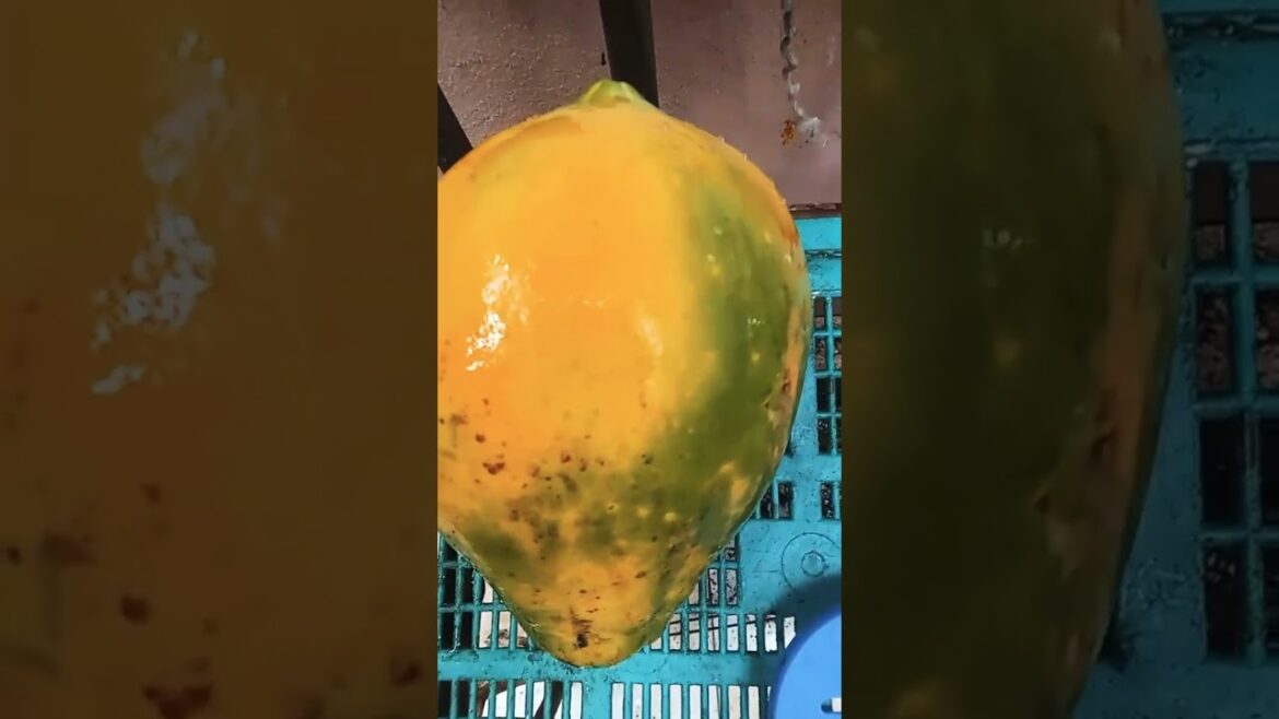 Natural Fruits Papaya 🍹Ripe 😋 #shorts  #trending  #youtubeshorts #fruits