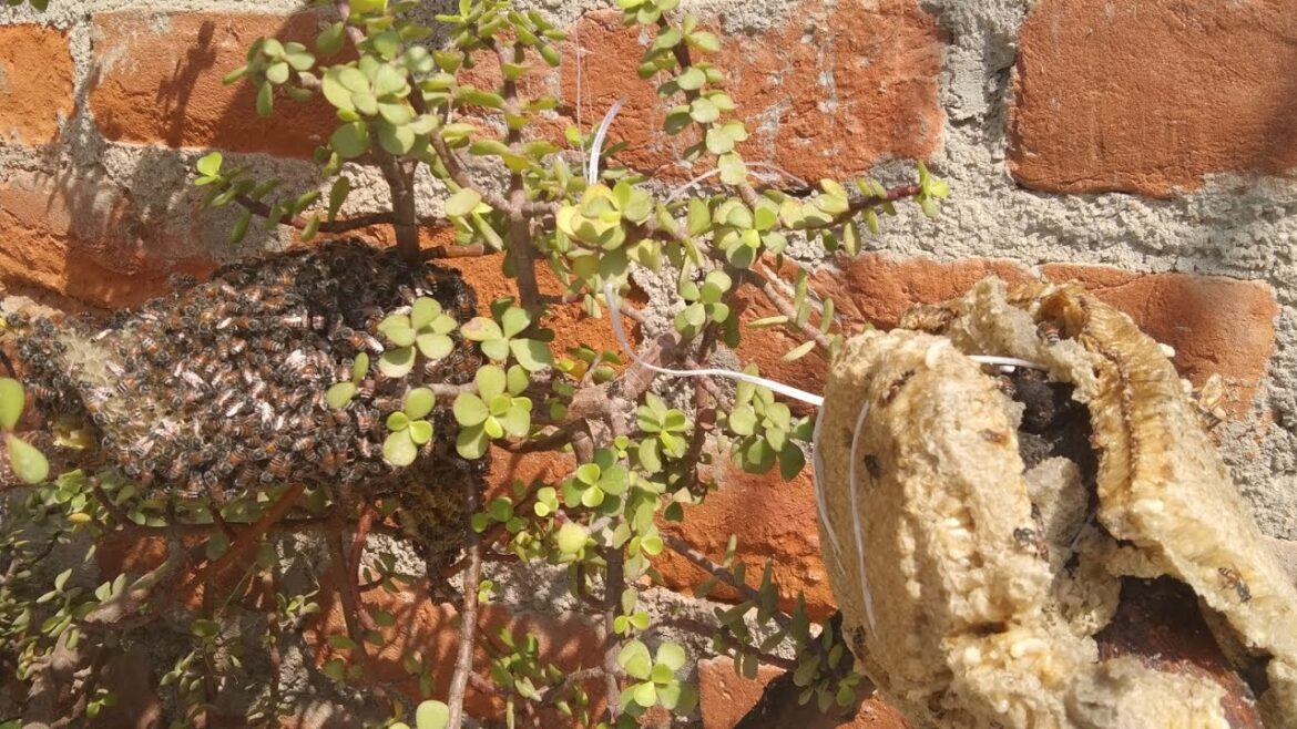 honeybees in my terrace garden/madhumakkhi